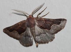 Drepanogynis ectoglauca