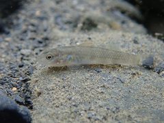 Rhinogobius candidianus