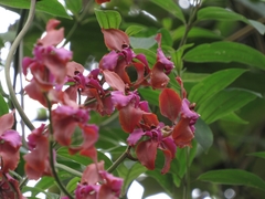 Cyrtochilum orgyale