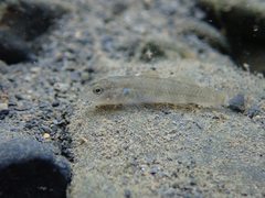Rhinogobius candidianus