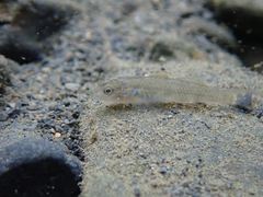 Rhinogobius candidianus