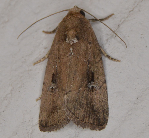 Elaphria nucicolora Guenée, 1852