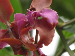 Cyrtochilum orgyale