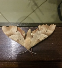 Marumba quercus