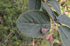 Cotoneaster tomentosus