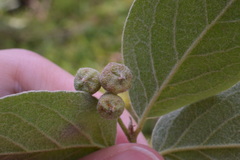 Cotoneaster tomentosus