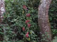 Cyrtochilum orgyale