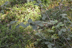 Cotoneaster tomentosus