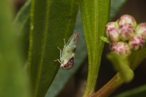iNaturalist observation photo of Idiocerus nervatus