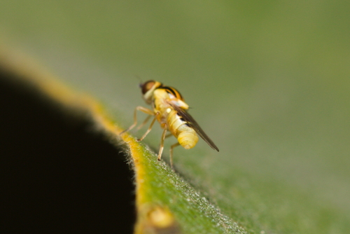 iNaturalist observation photo of Thaumatomyia glabra