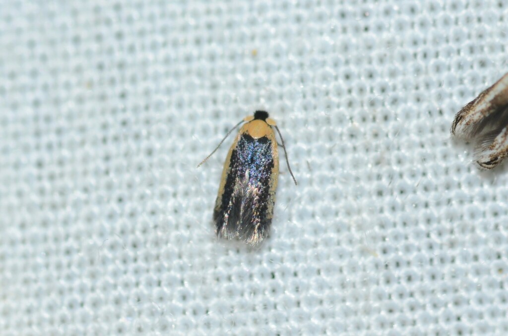 Pectinivalva caenodora