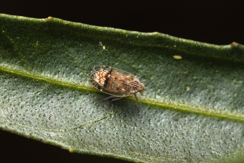 iNaturalist observation photo of Oeclidius