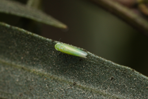 iNaturalist observation photo of Typical Leafhoppers