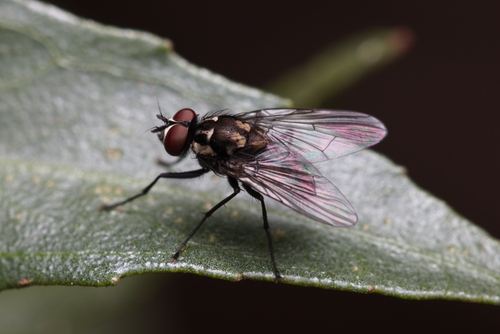iNaturalist observation photo of Muscoid Flies