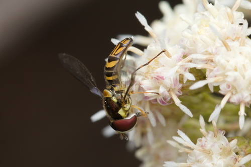 iNaturalist observation photo of Oblique Streaktail