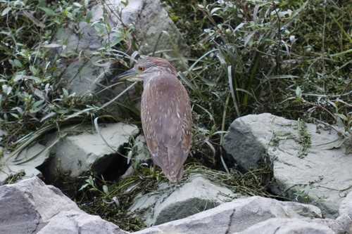 iNaturalist observation photo of Black-crowned Night Heron
