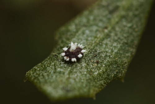 iNaturalist observation photo of Chinese Wax Scale