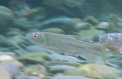 Opsariichthys pachycephalus