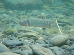 Opsariichthys pachycephalus