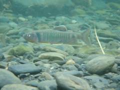 Opsariichthys pachycephalus