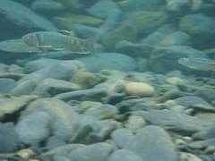 Opsariichthys pachycephalus