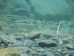 Opsariichthys pachycephalus