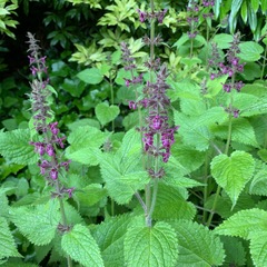 Stachys sylvatica