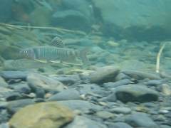 Opsariichthys pachycephalus