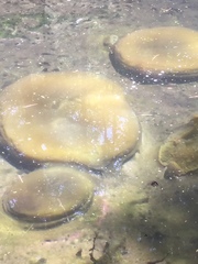 Pectinatella magnifica