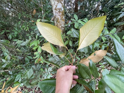 Opisthiolepis heterophylla observed 2024-11-30