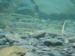 Opsariichthys pachycephalus