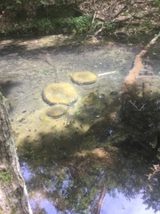 Pectinatella magnifica