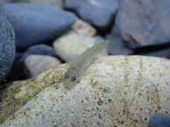 Rhinogobius candidianus