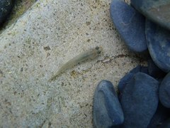 Rhinogobius candidianus