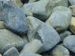 Rhinogobius candidianus