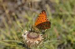 Argynnis elisa
