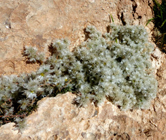 Paronychia sinaica