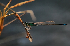 Ischnura senegalensis