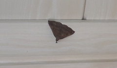 Pechipogo plumigeralis