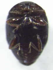 Corylophidae