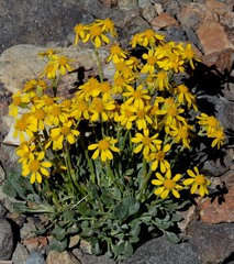 Packera werneriifolia