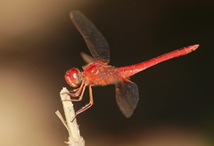 Crocothemis servilia