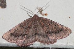 Drepanogynis miltophyris