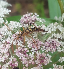 Strangalia luteicornis