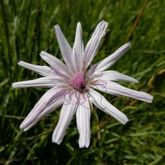 Scorzonera purpurea