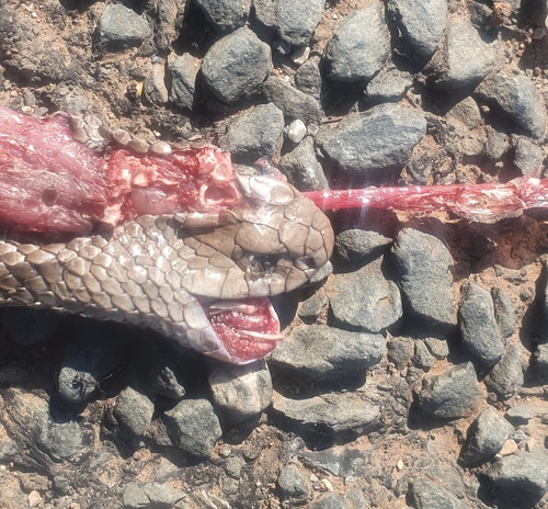 Eastern Brown Snake sighting