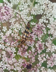 Strangalia luteicornis