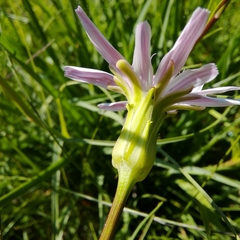 Scorzonera purpurea