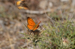 Argynnis elisa