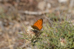 Argynnis elisa